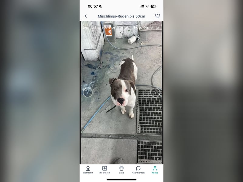 Pablo american bully Rüde