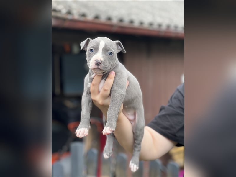 American Bully Welpe