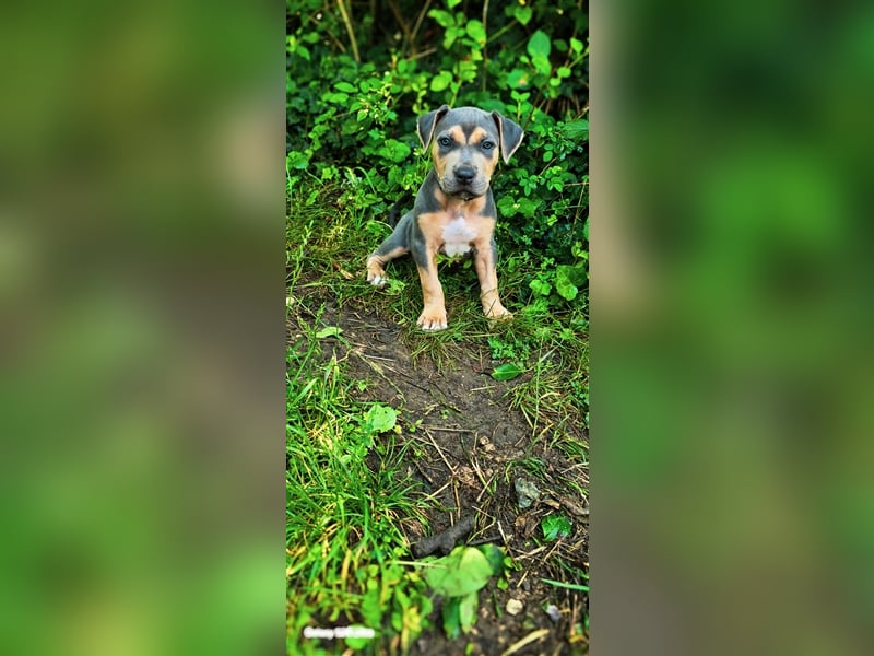 American Bully XL Hündin Silber Tri