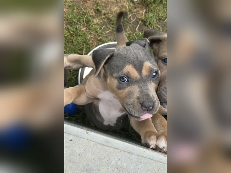 American Bully XL Hündin Silber Tri