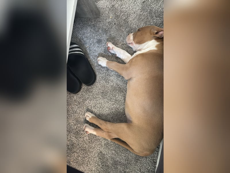 Mein Hund sucht ein zu Hause