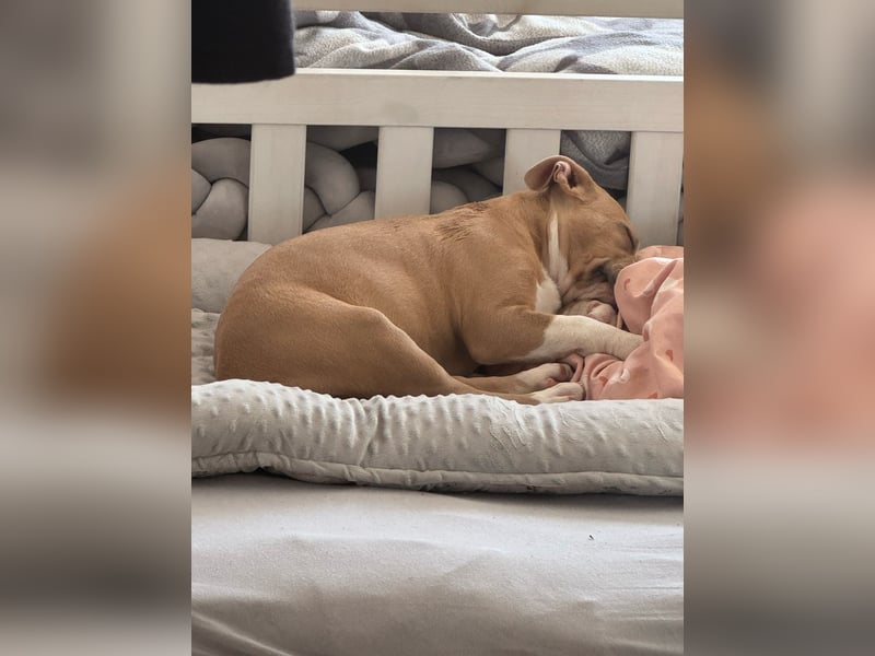 Mein Hund sucht ein zu Hause