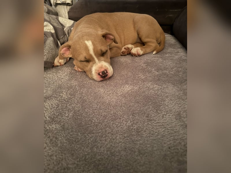 Mein Hund sucht ein zu Hause