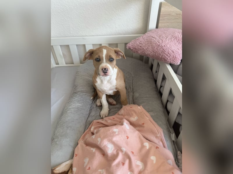 Mein Hund sucht ein zu Hause