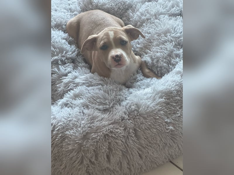 Mein Hund sucht ein zu Hause