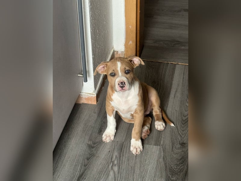 Mein Hund sucht ein zu Hause