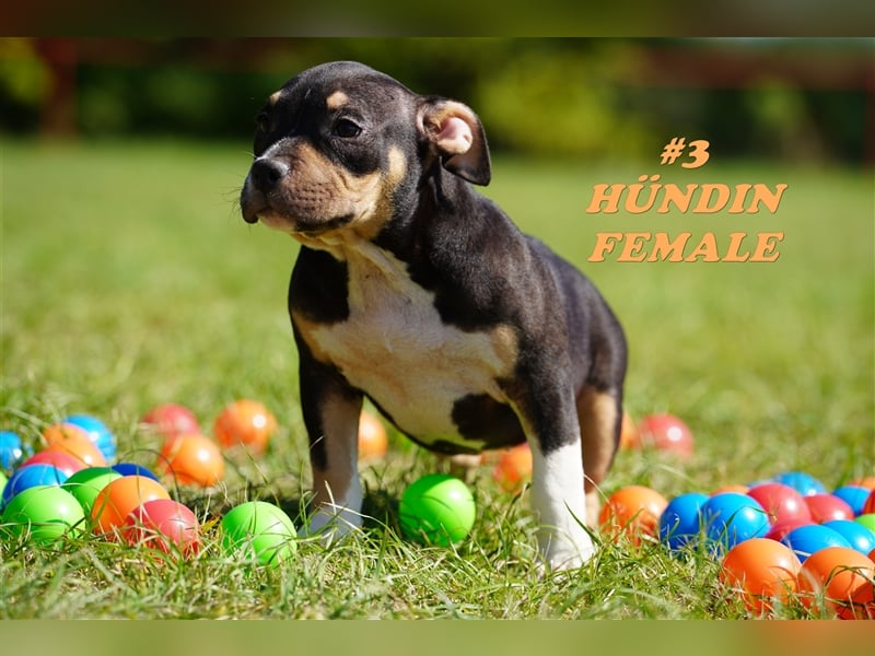 Wunderschöne Reinrassige American Bully Pocket Welpen mit ABKC Papiere