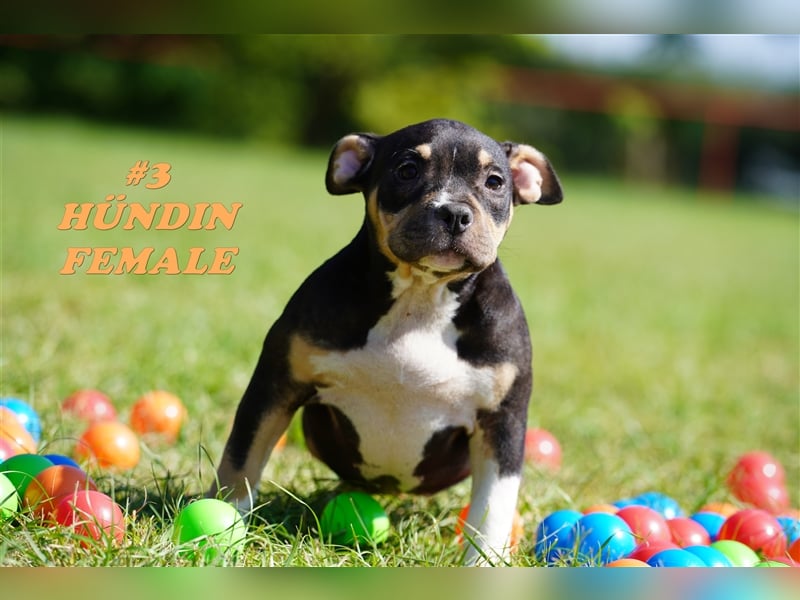 Wunderschöne Reinrassige American Bully Pocket Welpen mit ABKC Papiere