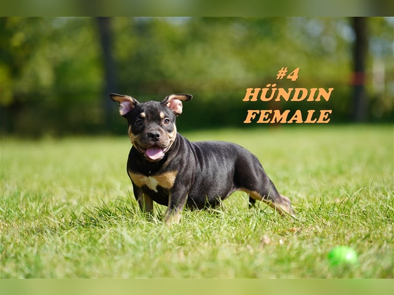 Wunderschöne Reinrassige American Bully Pocket Welpen mit ABKC Papiere