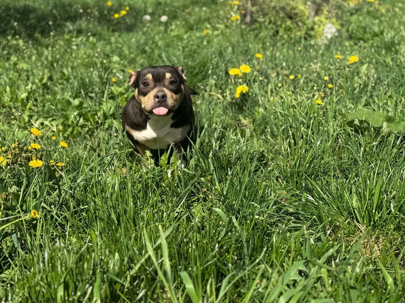 Pocket Bully