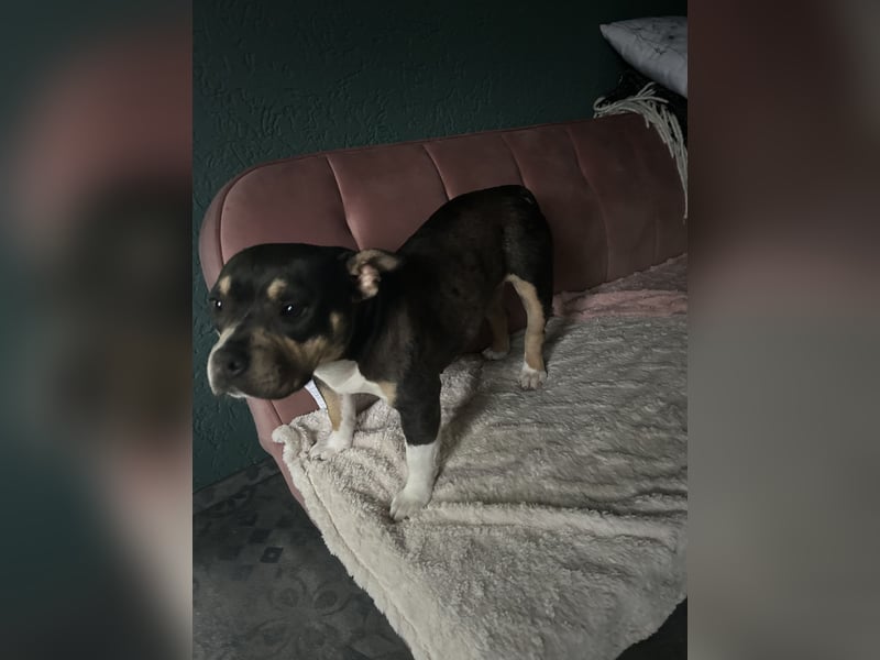 Pocket Bully