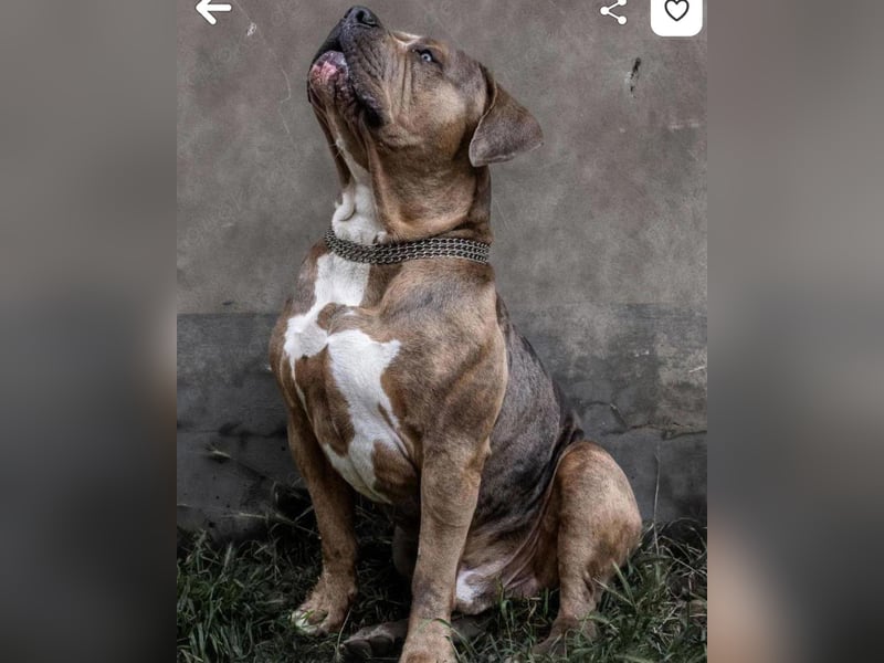 American Bully XL Tri Merle Tricolor