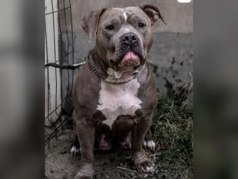 American Bully XL Tri Merle Tricolor