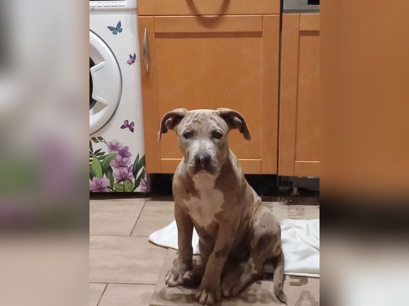 American Bully XL Tri Merle Tricolor