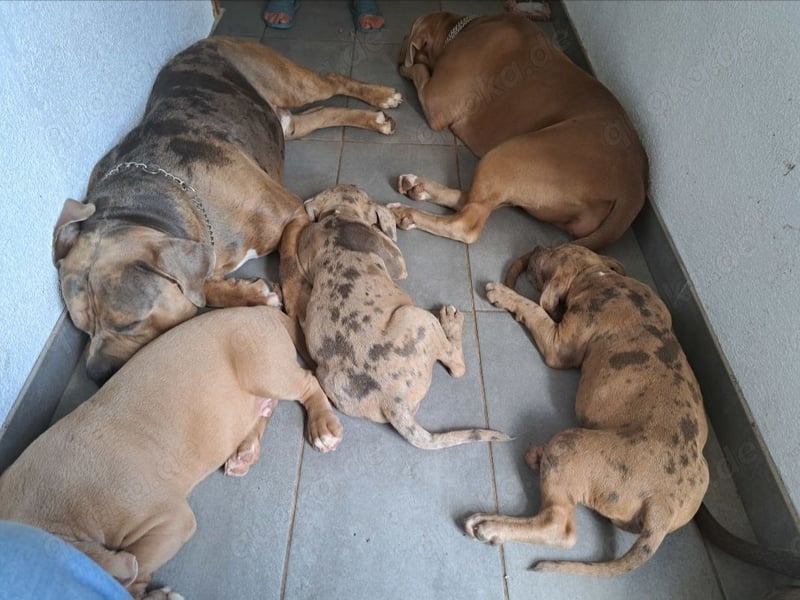 American Bully XL Tri Merle Tricolor
