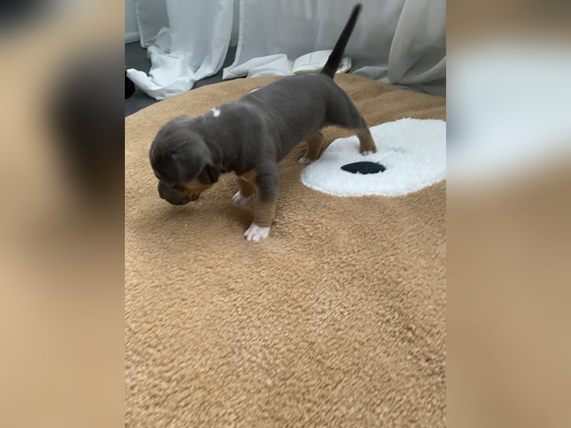 Wunderschöner Bully Welpe