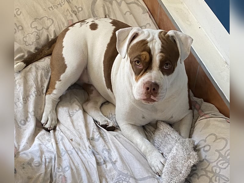 4 jährige American Bully Hündin