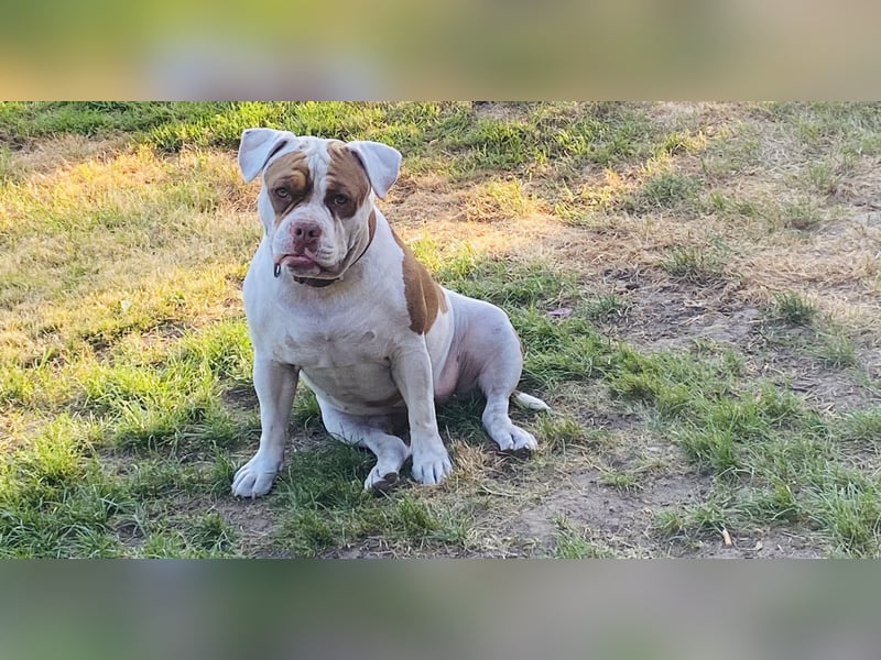 4 jährige American Bully Hündin