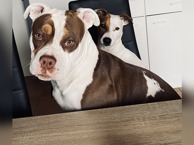 4 jährige American Bully Hündin
