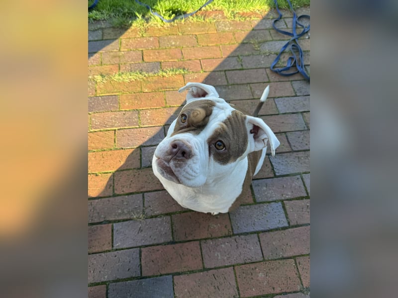 4 jährige American Bully Hündin
