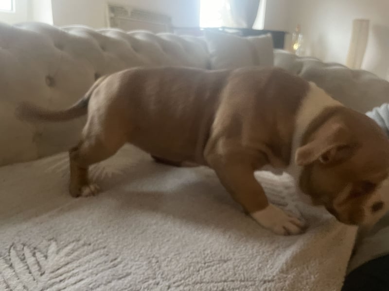 American bully Welpe
