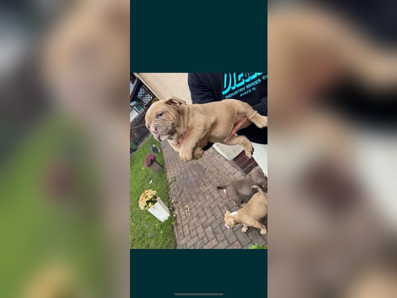 American bully Welpe