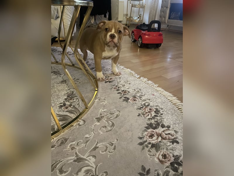 American bully Welpe