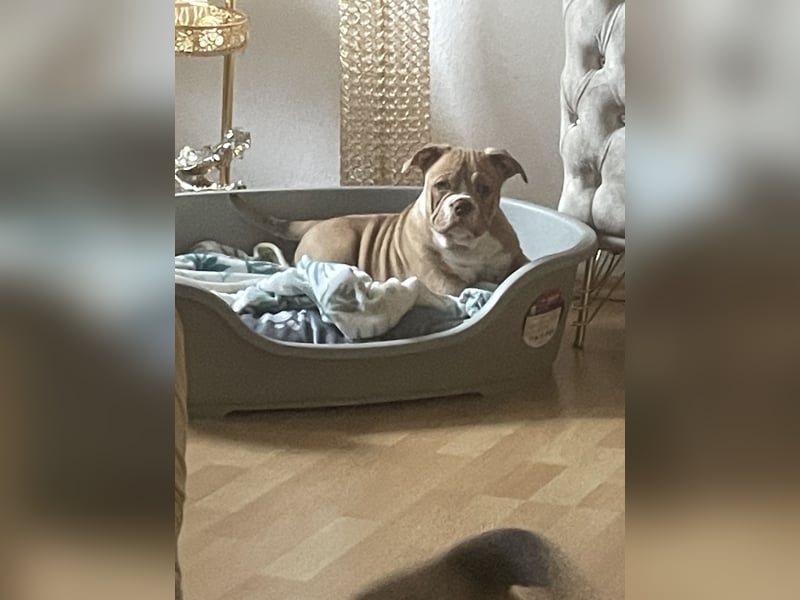 American bully Welpe