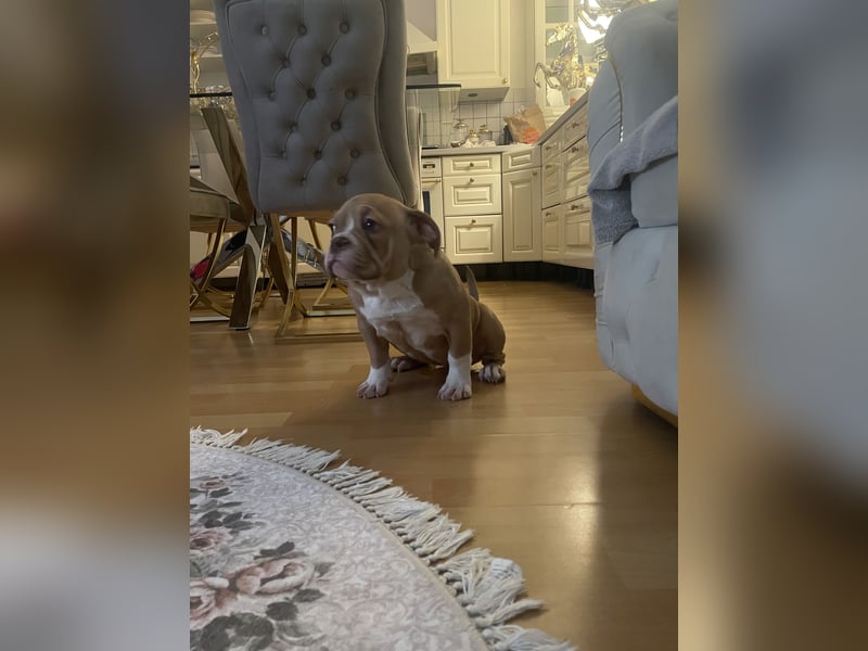 American Bully weiblichen
