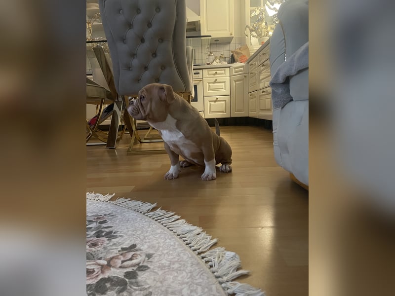 American Bully weiblichen