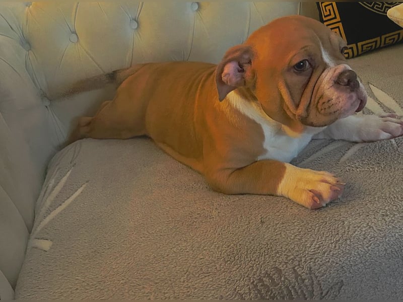 American bully Welpe