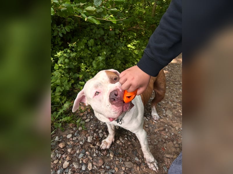 XXL American Bully Hündin