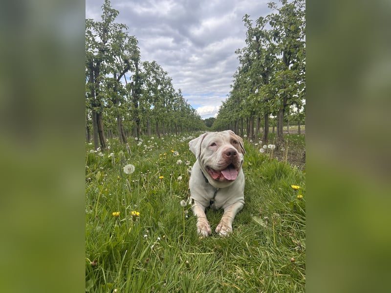 XXL American Bully Hündin
