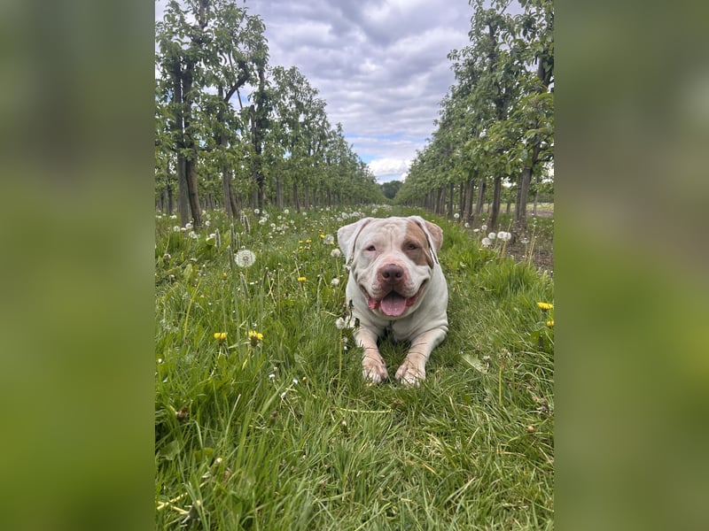XXL American Bully Hündin