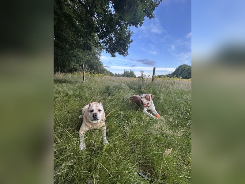 XXL American Bully Hündin