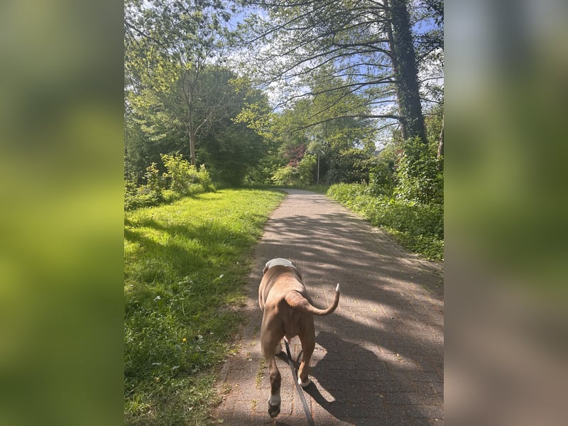 XXL American Bully Hündin