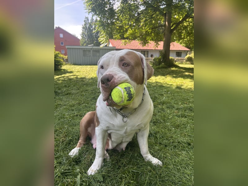 XXL American Bully Hündin