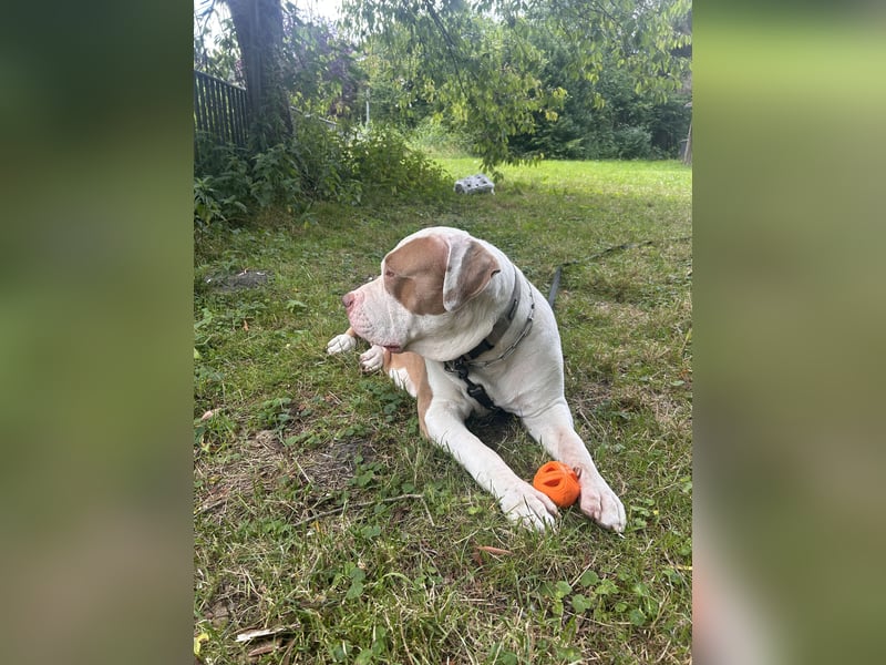 XXL American Bully Hündin