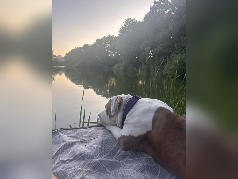 XXL American Bully Hündin