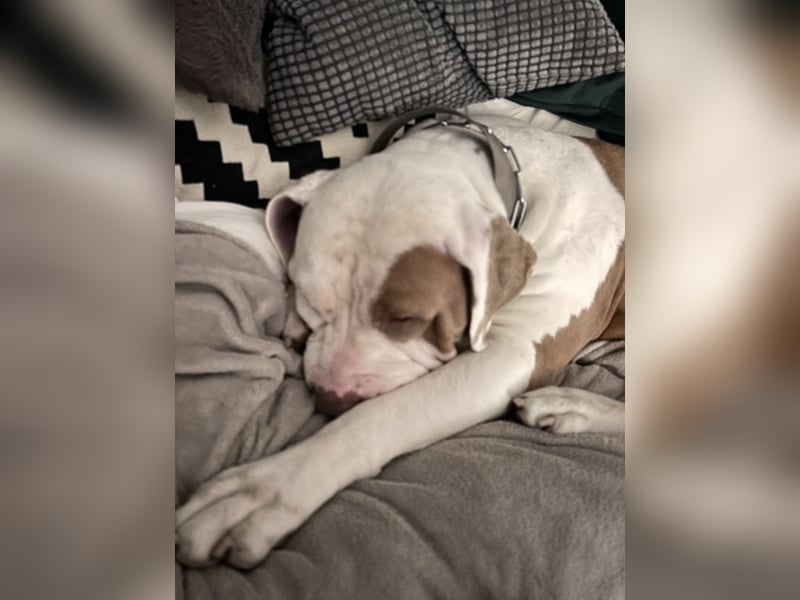 XXL American Bully Hündin
