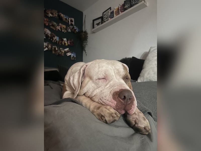 XXL American Bully Hündin