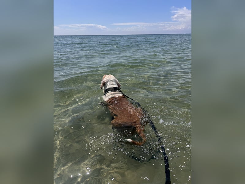 XXL American Bully Hündin
