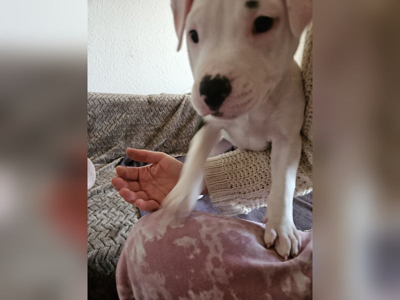 American bully welpen