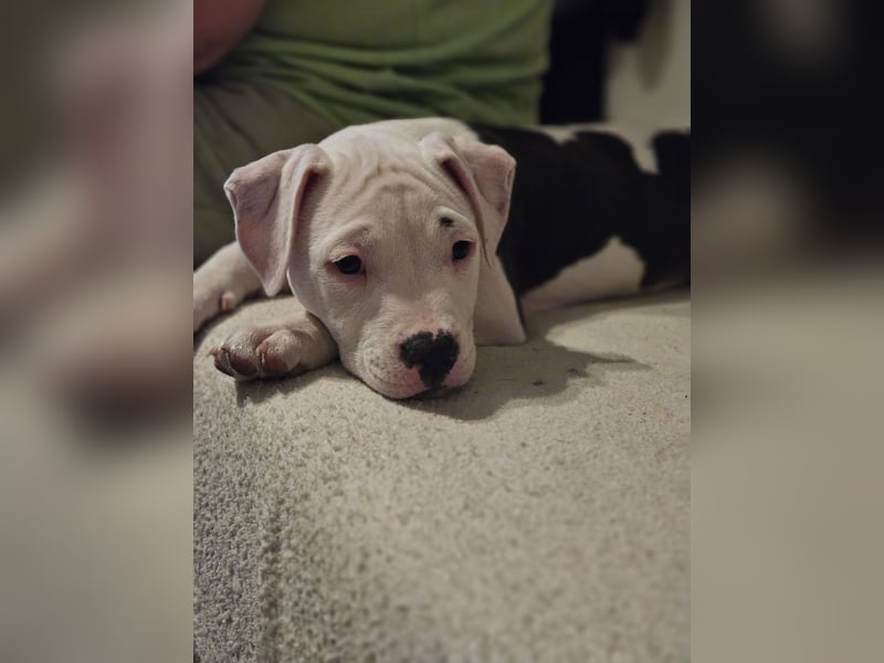 American bully welpen