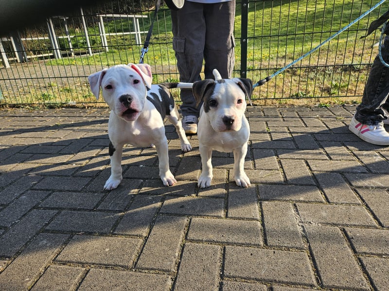 American bully welpen