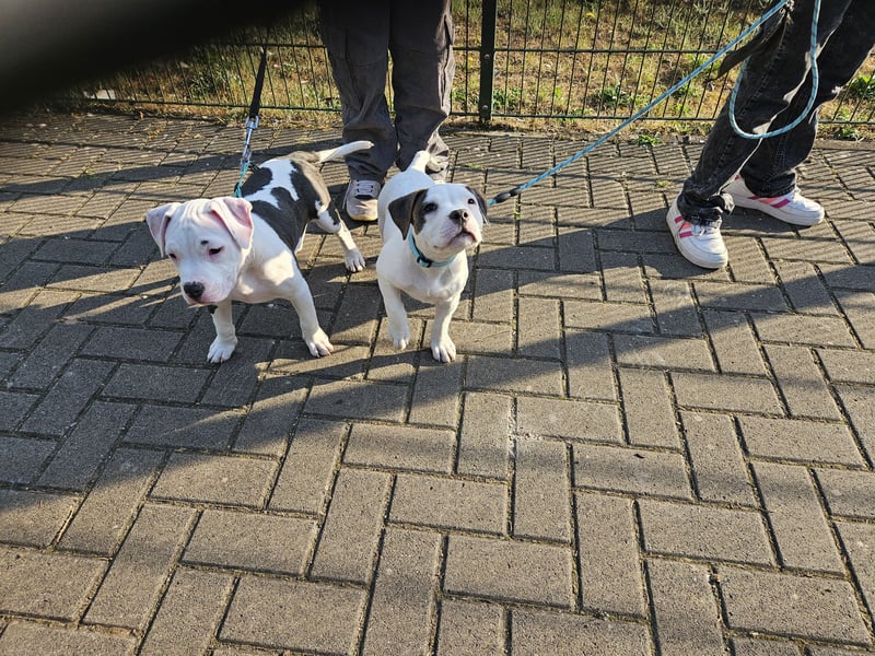 American bully welpen