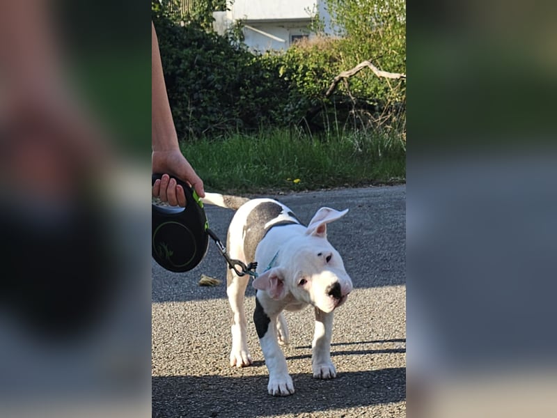 American bully welpen