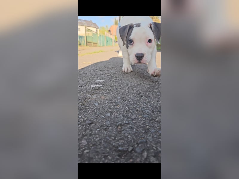 American bully welpen