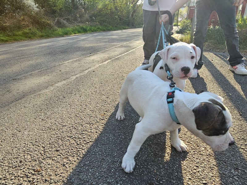 American bully welpen