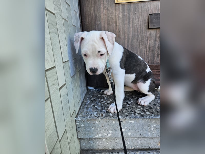American bully welpen